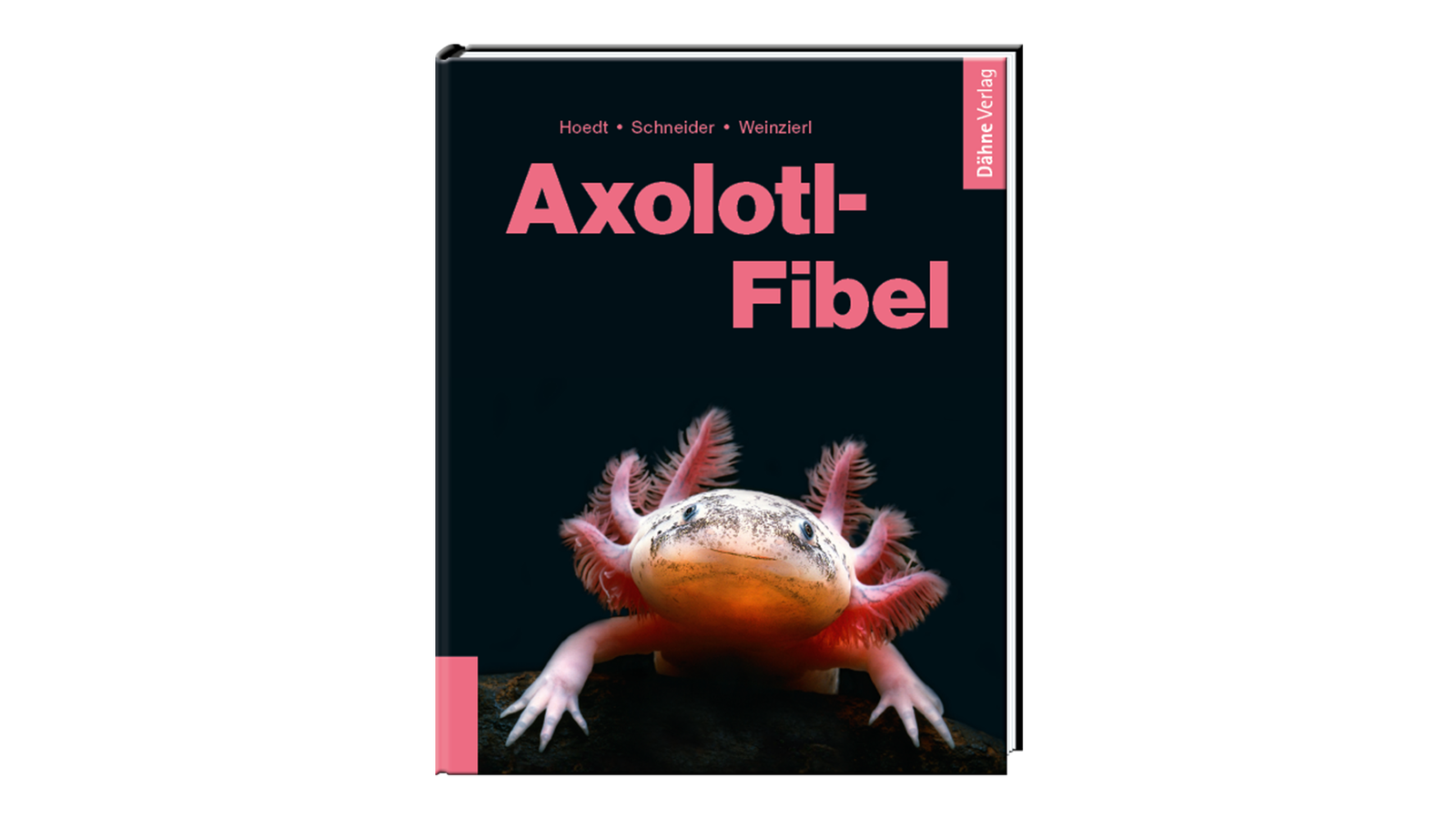 Axolotl im Aquarium mit detaillierten Pflegeanleitungen