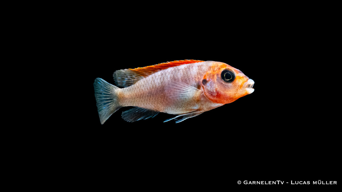 Farbpracht des Honig Maulbrüters im Aquarium