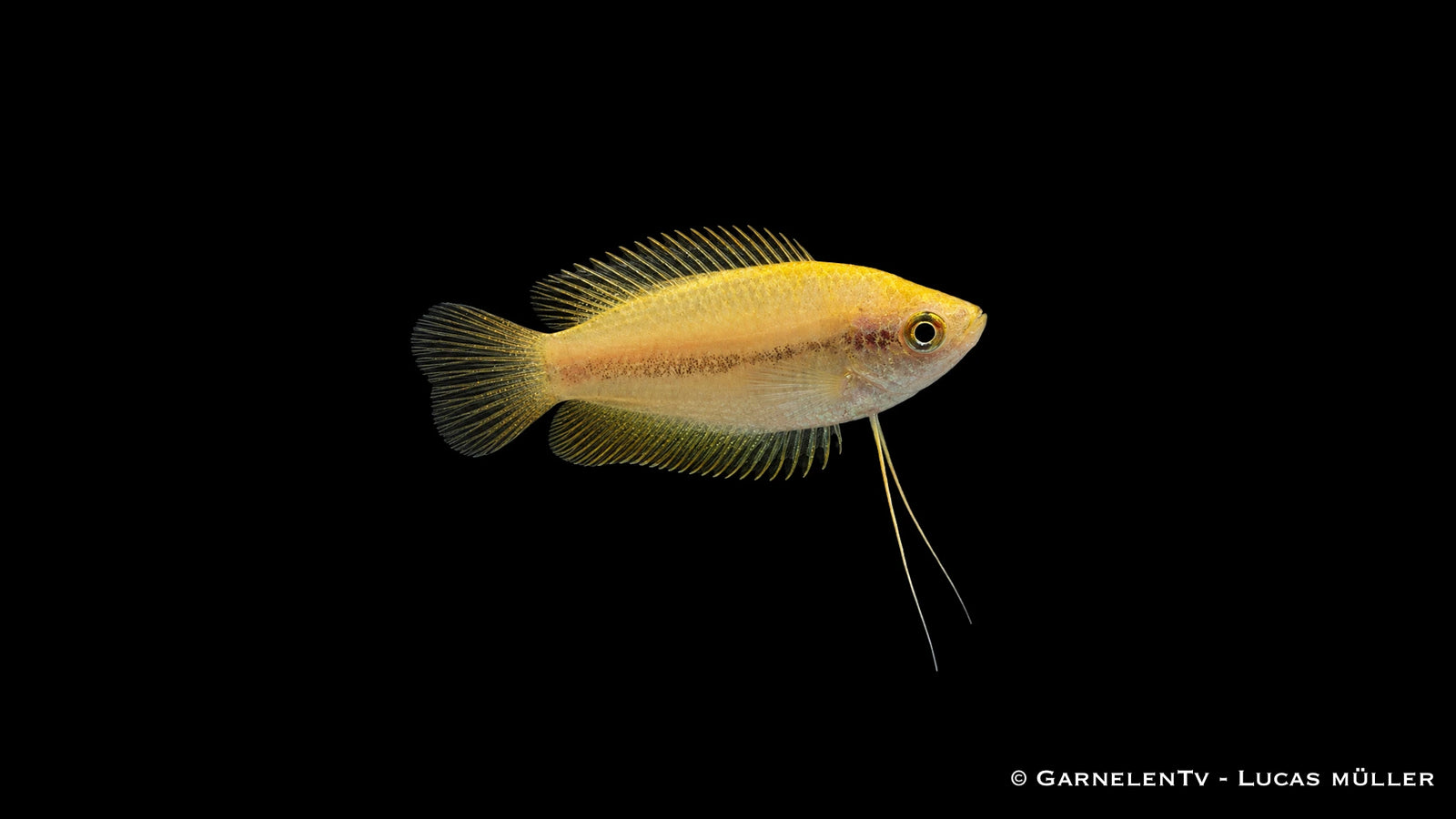 Asien-Set für 80 cm Aquarien (112 Liter) - 15 Keilfleckbärblinge, 8 Dornaugen, 4 Honigfadenfische