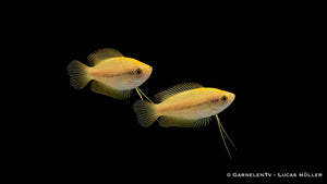 Honigfadenfisch Gold - Colisa chuna Pärchen im Aquarium