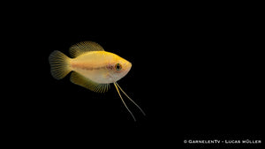 Honigfadenfisch Gold - Colisa chuna im Aquarium schwimmend
