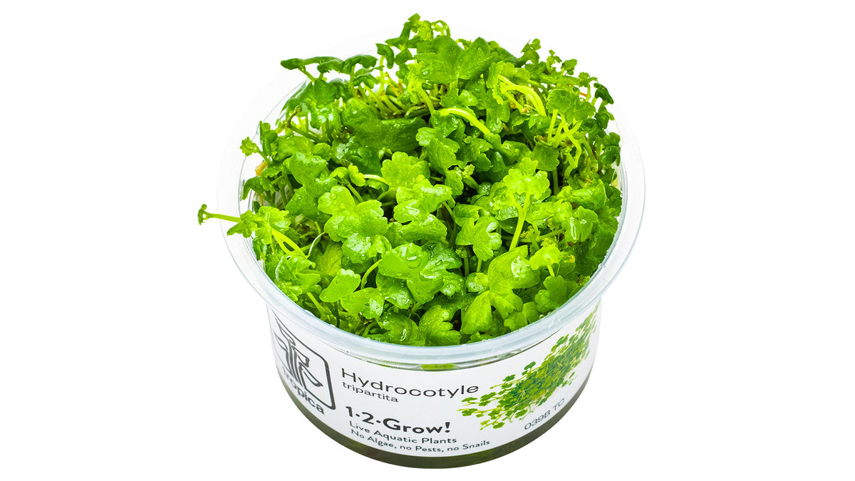 Hydrocotyle tripartita InVitro Pflanze