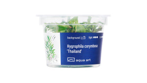 Hygrophila corymbosa 'Thailand' - InVitro