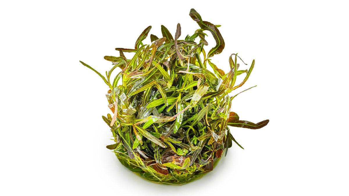 Hygrophila lancea 'Araguaia'