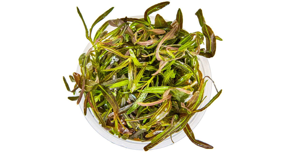 Hygrophila lancea 'Araguaia' von oben