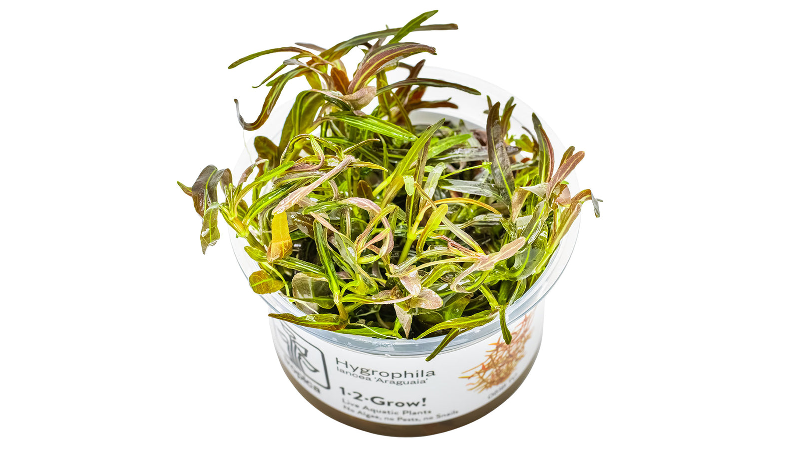Hygrophila lancea 'Araguaia' InVitro Pflanze