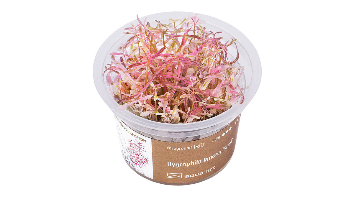 Hygrophila lancea 'Chai'  - InVitro