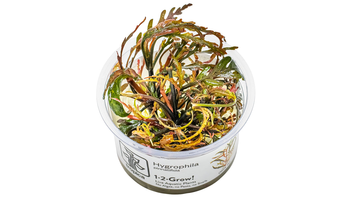 Hygrophila pinnatifida InVitro Pflanze