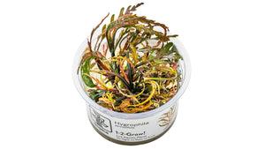 Hygrophila pinnatifida InVitro Pflanze