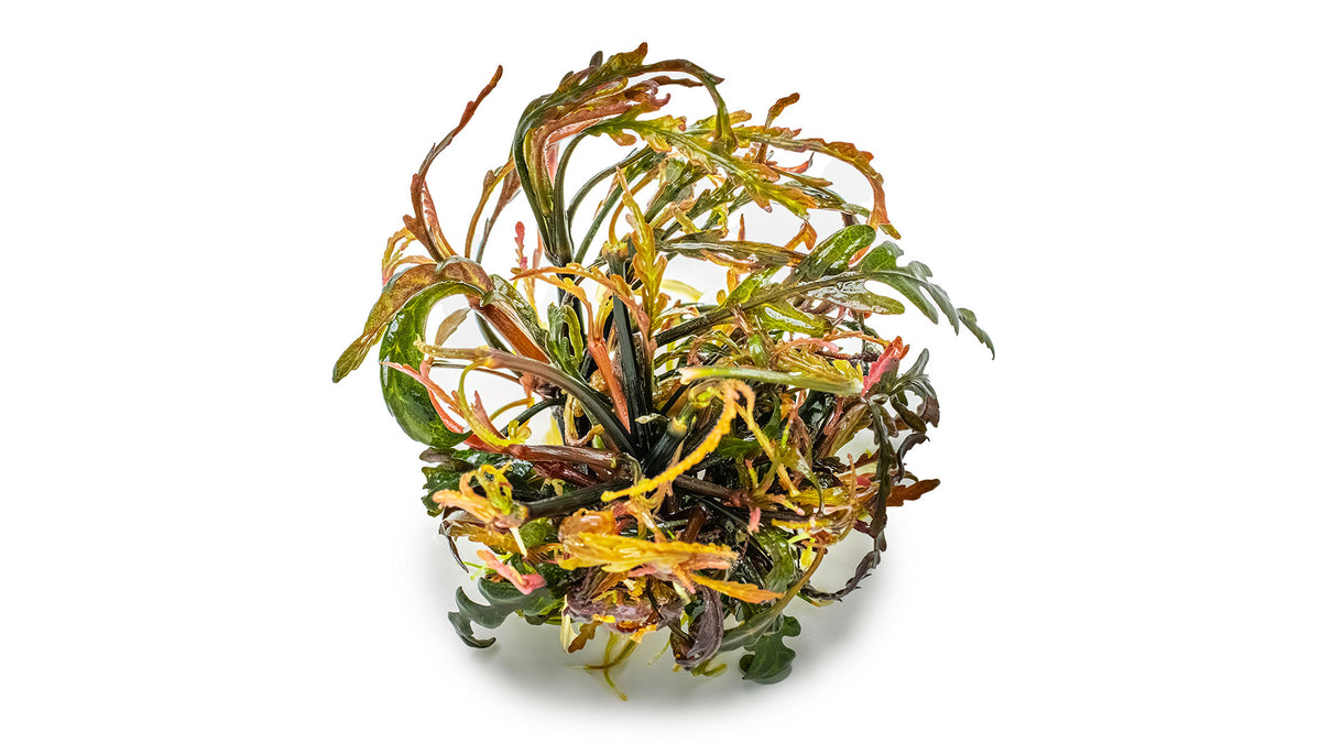 Hygrophila pinnatifida
