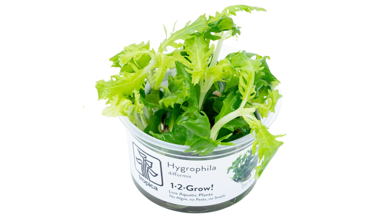 Hygrophila difformis InVitro - Indischer Wasserwedel