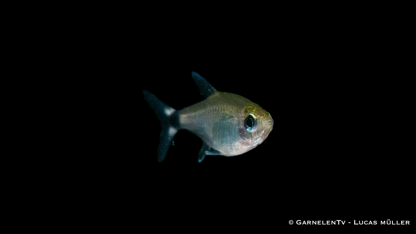 Schilfsalmler (Hyphessobrycon elachys) im Aquarium