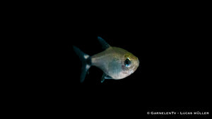 Hyphessobrycon elachys – Schilfsalmler im Aquarienbecken