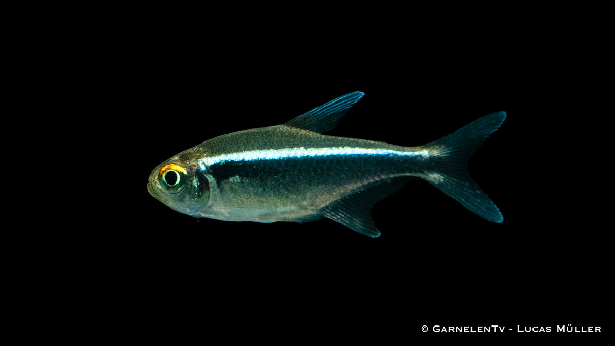 Hyphessobrycon herbertaxelrodi Schwarzer Neon Jumbo Swimming