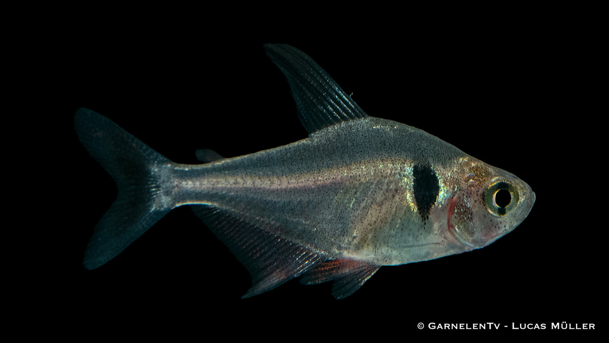 Hyphessobrycon megalopterus in Aquarium