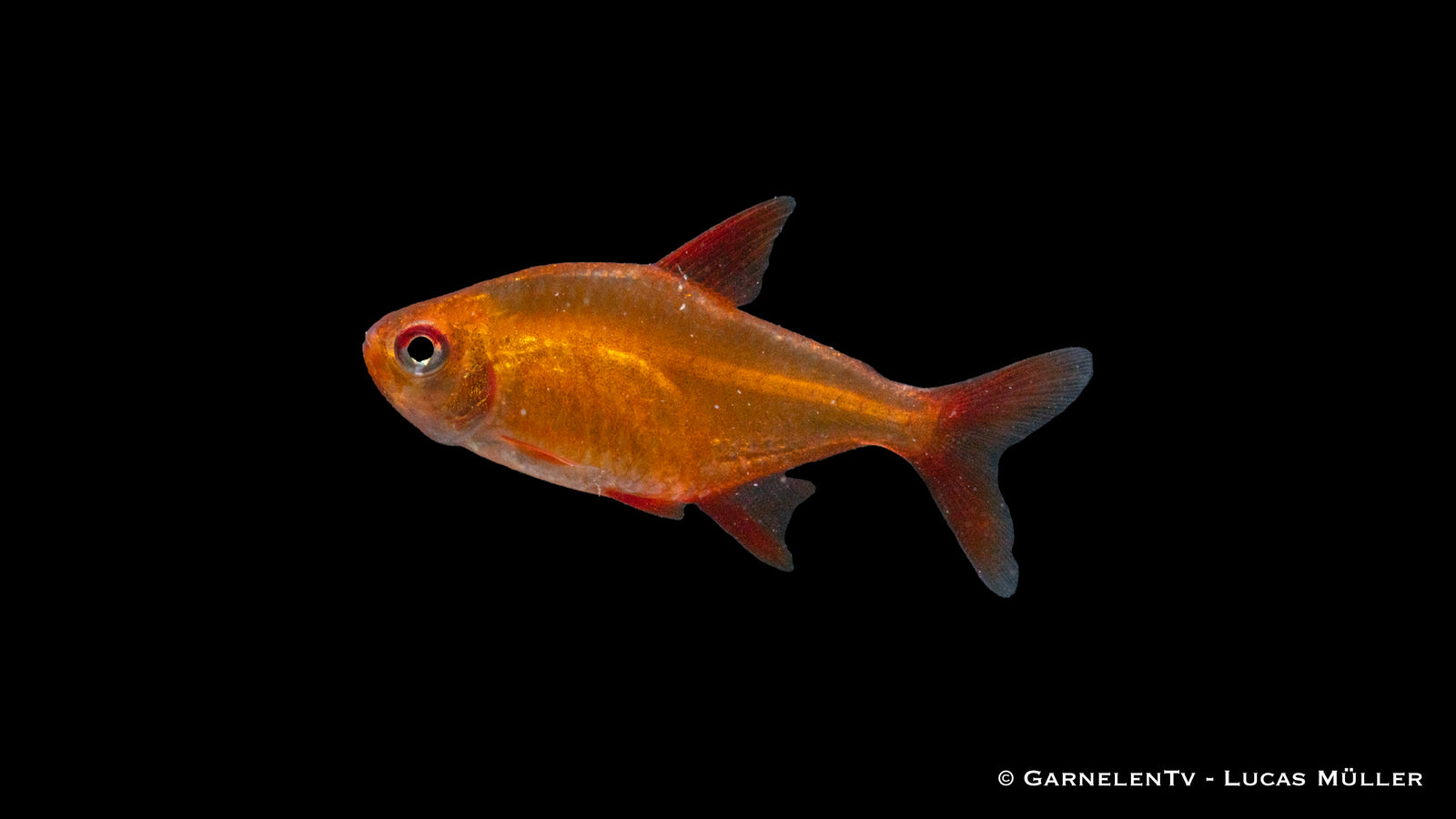 Roter Cherrysalmler (Hyphessobrycon sp. Muzel Red) im Aquarium