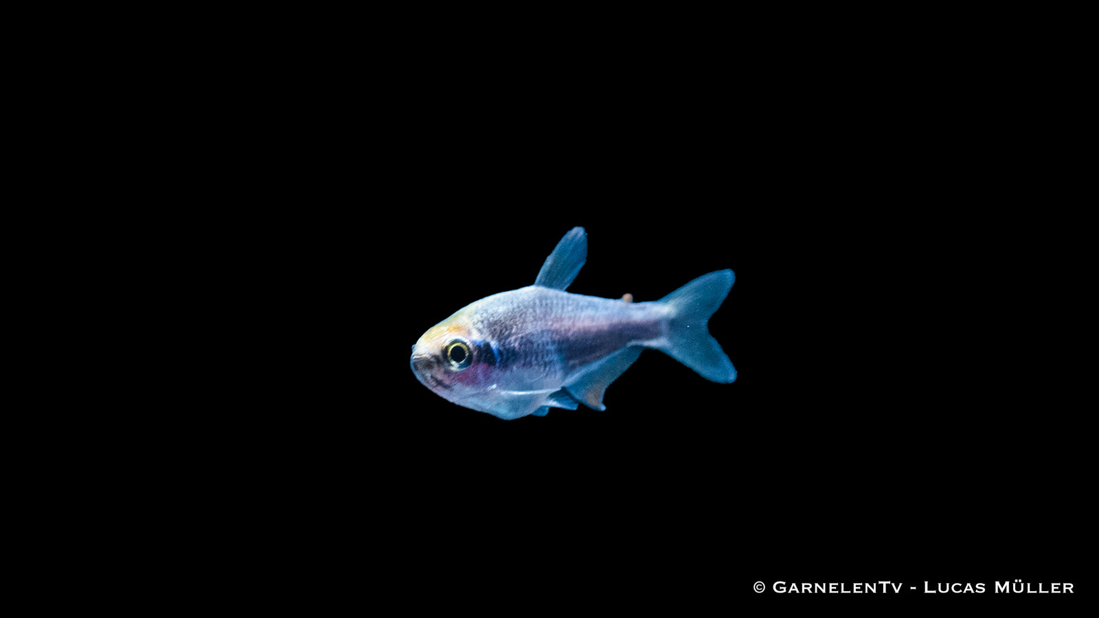 Königssalmler Super Blue (Inpaichthys kerri super blue) im Aquarium
