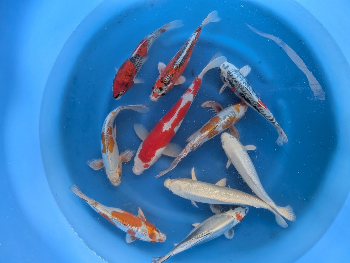 Japan Koi Yamazaki -  Cyprinus Carpio (35-40 cm)