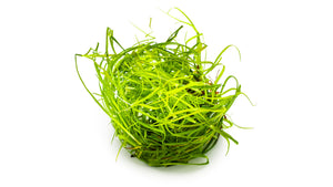 Juncus repens
