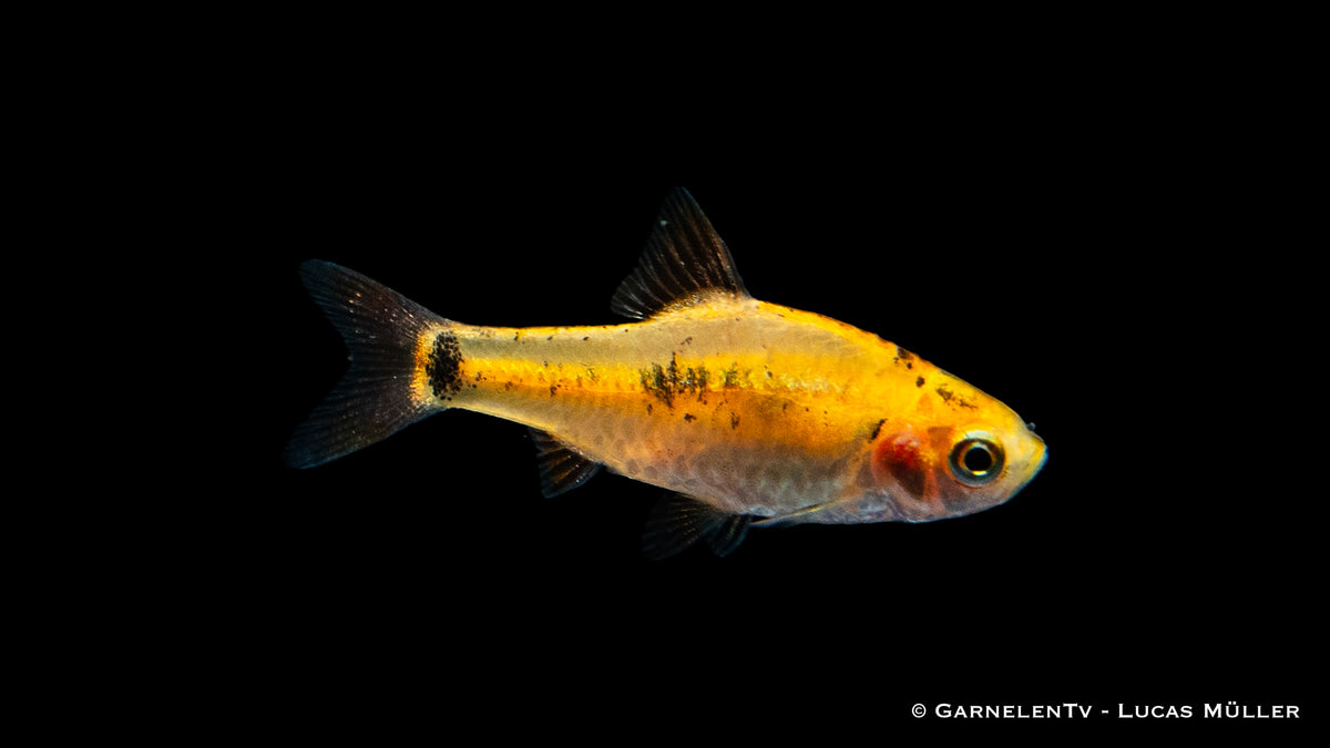 Jungfische der Brokatbarbe in klarem Wasser