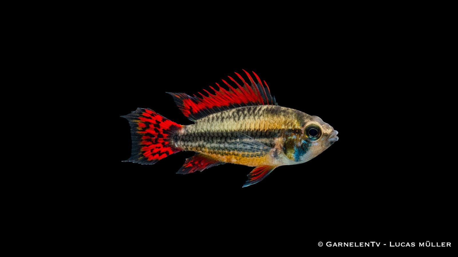 Kakaduzwergbuntbarsch "extra rot" - Apistogramma cacatuoides - Männchen (DNZ)