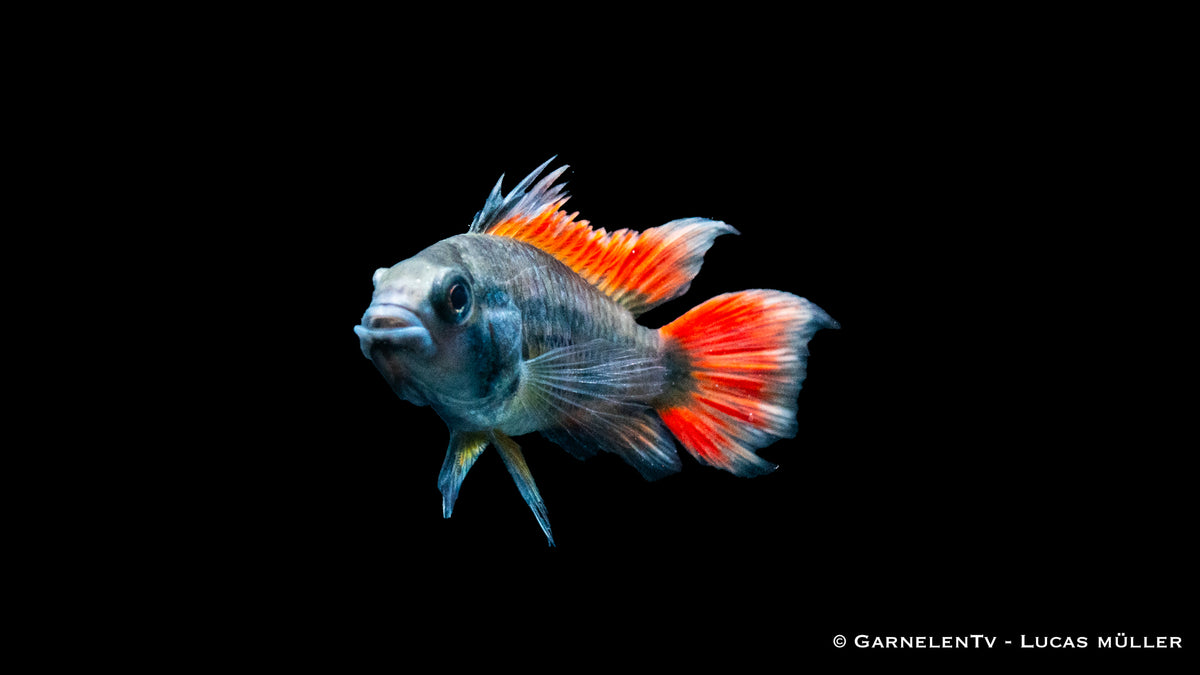 Kakaduzwergbuntbarsch orange - Apistogramma cacatuoides (DNZ)