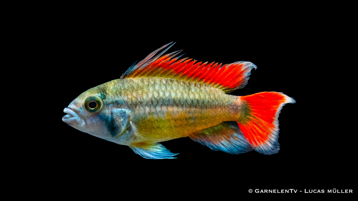 Kakaduzwergbuntbarsch orange - Apistogramma cacatuoides (DNZ)