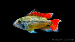 Kakaduzwergbuntbarsch orange - Apistogramma cacatuoides (DNZ)