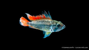 Kakaduzwergbuntbarsch orange - Apistogramma cacatuoides (DNZ)
