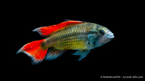 Kakaduzwergbuntbarsch orange - Apistogramma cacatuoides (DNZ)