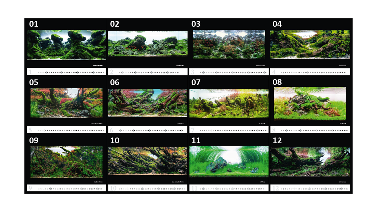 Aquariumdesign 2025 Kalender – Meisterwerke europäischer Aquariengestalter