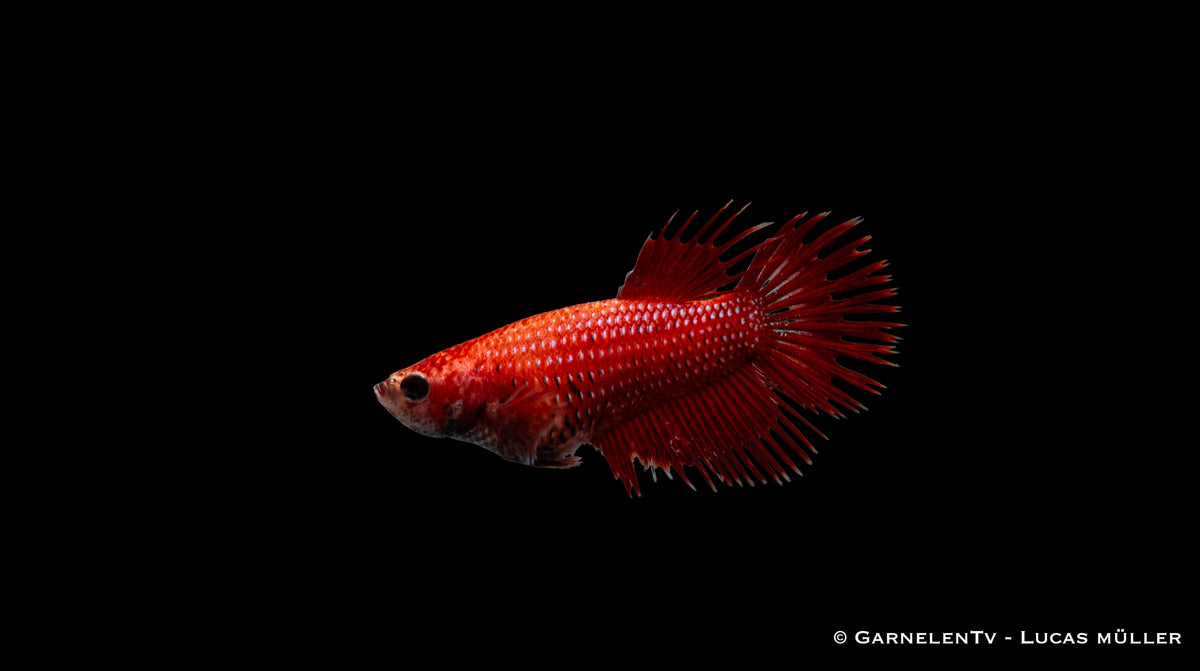 Betta splendens Kammschwanz – eleganter Zierfisch für Anfänger
