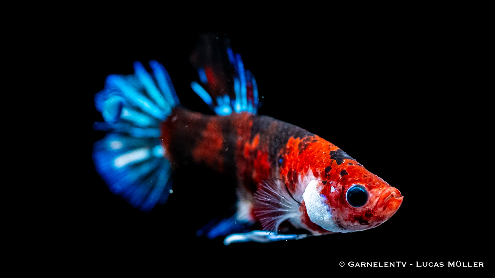 Star Koi Plakat Kampffisch mit leuchtenden Farben