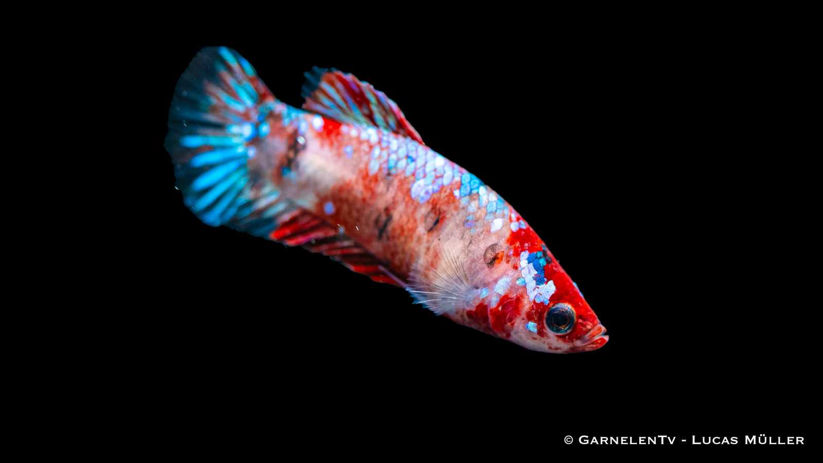 Weiblicher Kampffisch "Koi" Betta splendens