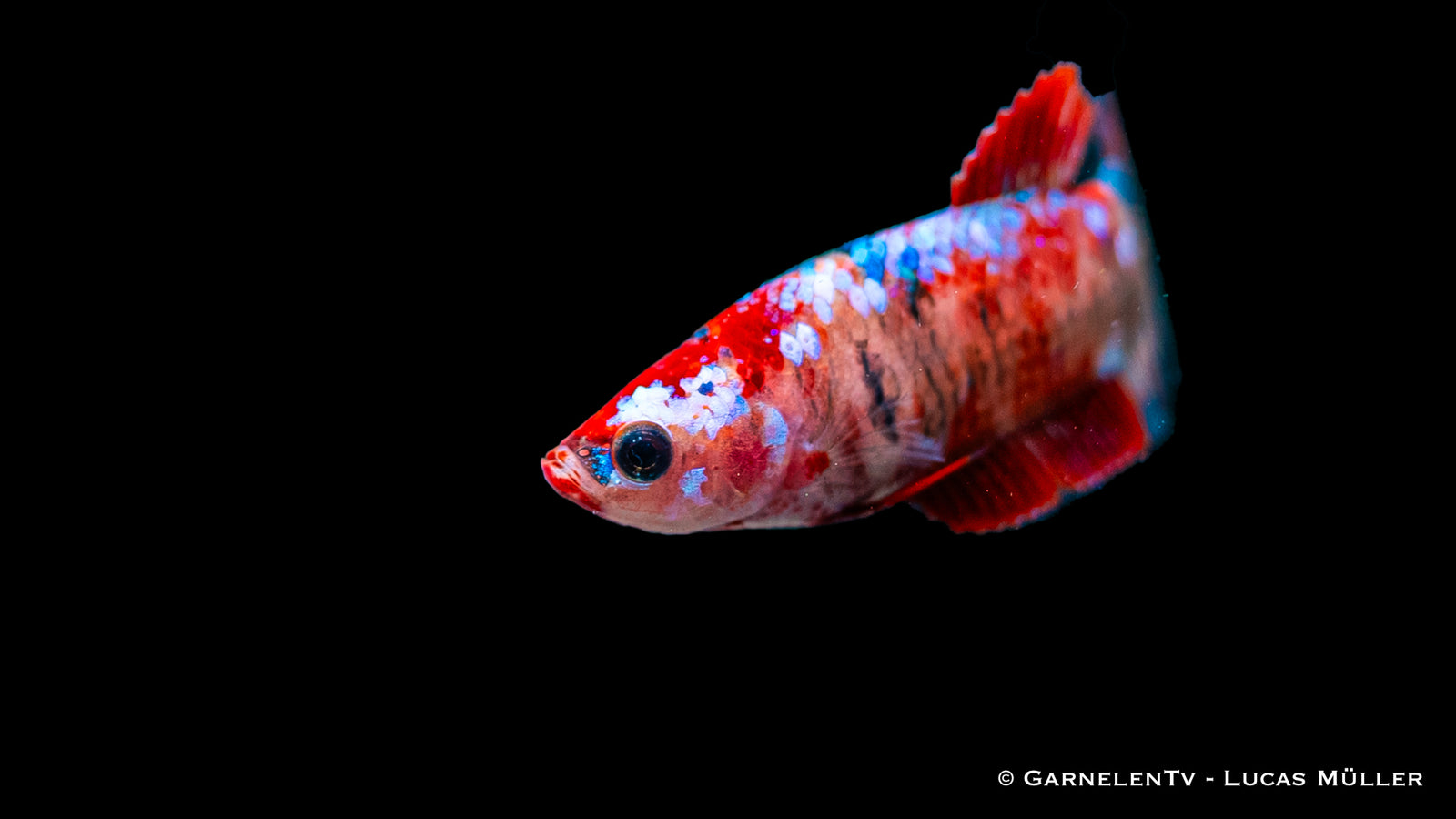 Weiblicher Kampffisch "Koi" Betta splendens