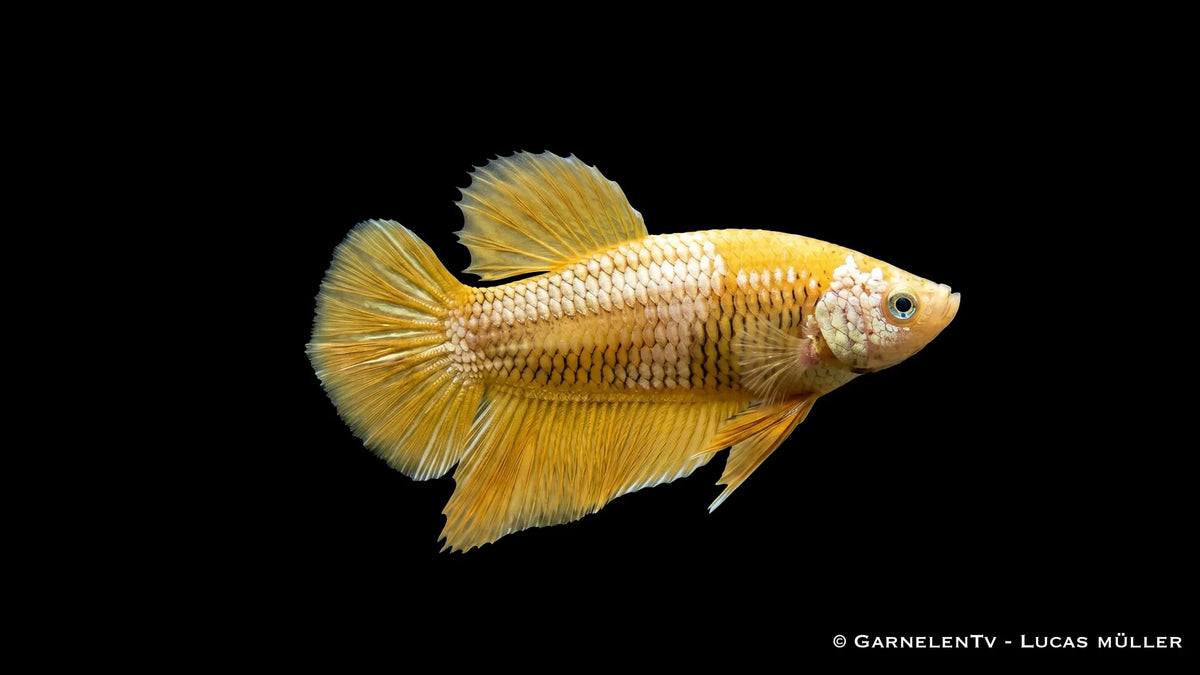 Weiblicher Yellow Dragon Plakat Kampffisch Betta splendens mit gelber Körperfarbe, kompakter Flossenform und schimmernder Dragon Zeichnung im Aquarium