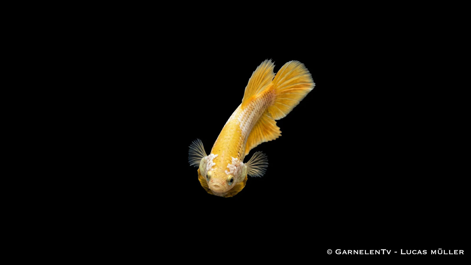 Weiblicher Yellow Dragon Plakat Kampffisch Betta splendens mit gelber Körperfarbe, kompakter Flossenform und schimmernder Dragon Zeichnung im Aquarium