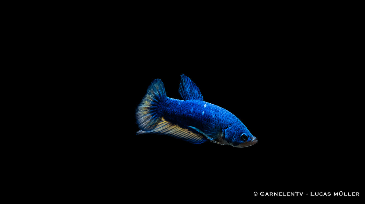 Aquarium mit Plakat Kampffisch