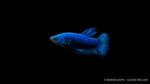 Zierfisch Plakat Betta splendens im Becken