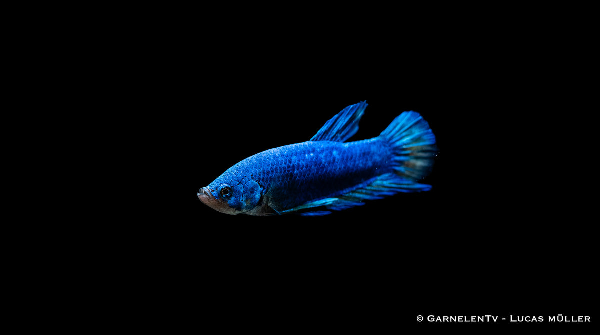 Eleganter Plakat Betta splendens beim Schwimmen