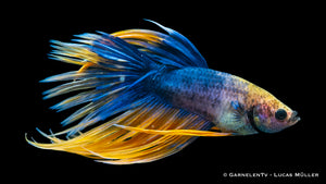 Kampffisch Männlich Kammschwanz swimming in a freshwater tank