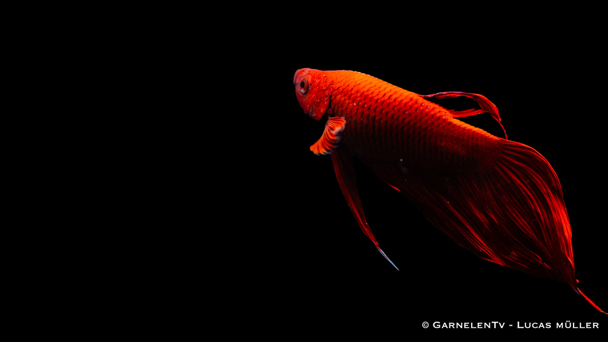 Nahaufnahme der Flossen eines männlichen Betta splendens