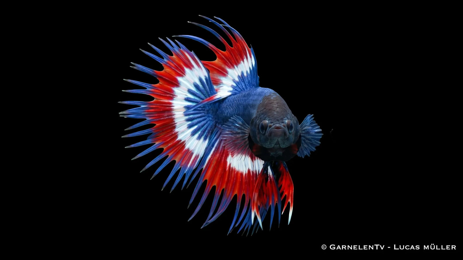 Männlicher Kampffisch Kammschwanz Thai Flagge Betta splendens mit roter, weißer und blauer Flossenfärbung im Süßwasseraquarium