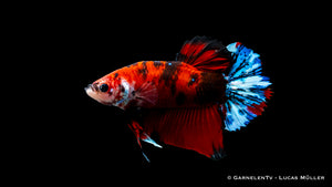 "Koi-Plakat" Kampffisch in seinem natürlichen Aquarium