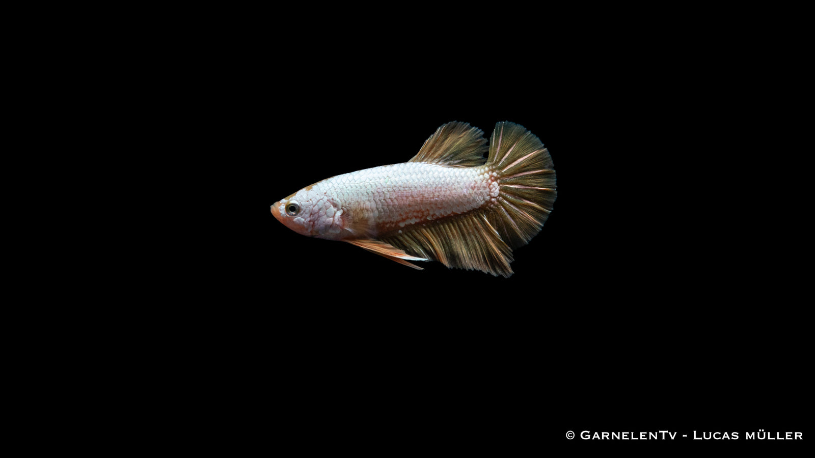 Kampffisch Männlich Yellow Dragon Plakat – Betta splendens
