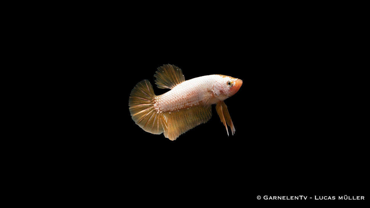 Yellow Dragon Plakat Kampffisch – ideal für bepflanzte Aquarien