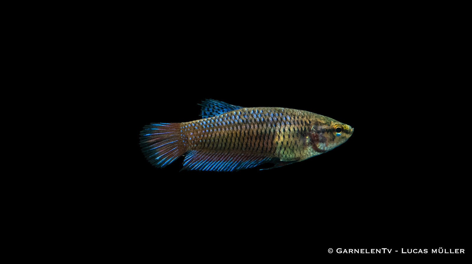 Kampffisch Weiblich – Betta splendens mit leuchtenden Farben