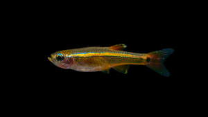 Kardinalfisch (Tanichthys albonubes) im Aquarium