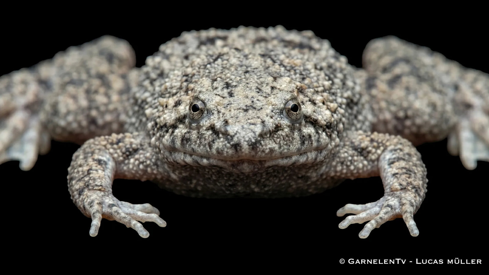 Kleine Wabenkröte Pipa parva mit flachem Körper, breitem Kopf und unauffälliger Tarnfärbung im naturnahen Süßwasseraquarium
