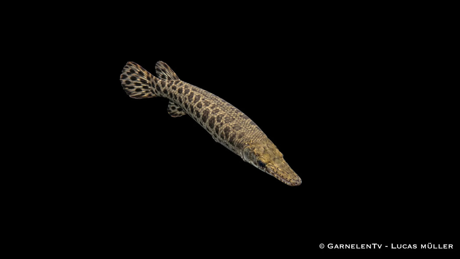 Knochenhecht Lepisosteus oculatus mit langgestrecktem Körper, gepanzerten Schuppen und spitzer Schnauze im großen Süßwasseraquarium